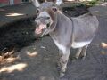 cawakmodo